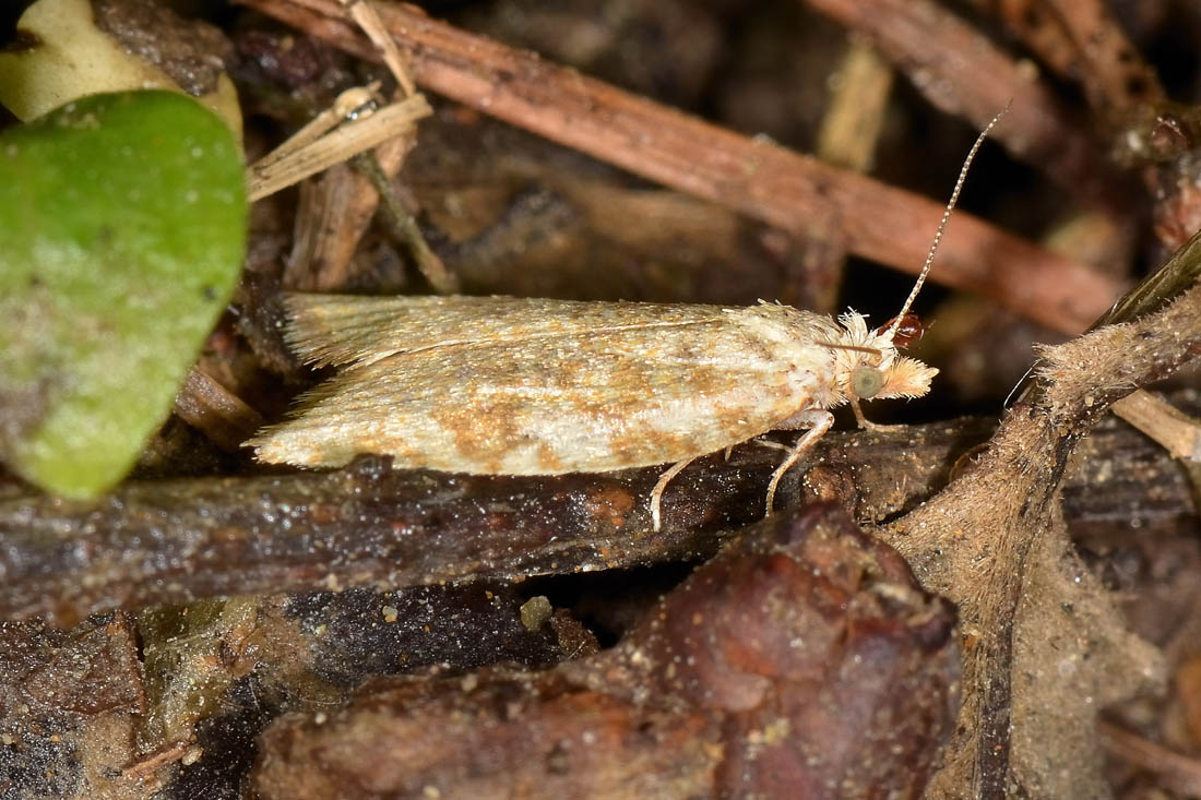 Tortricidae? S, Aleimma loeflingiana